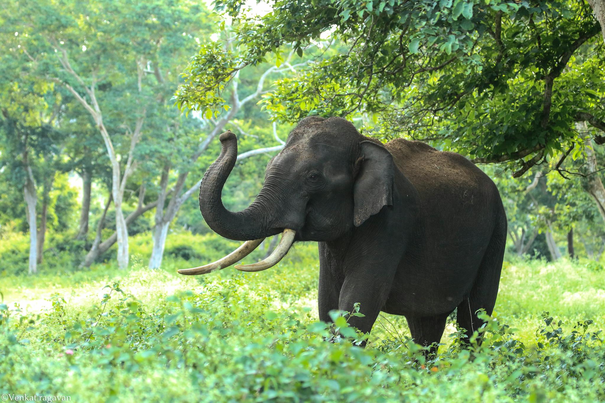 Elephants on Brown Mountain