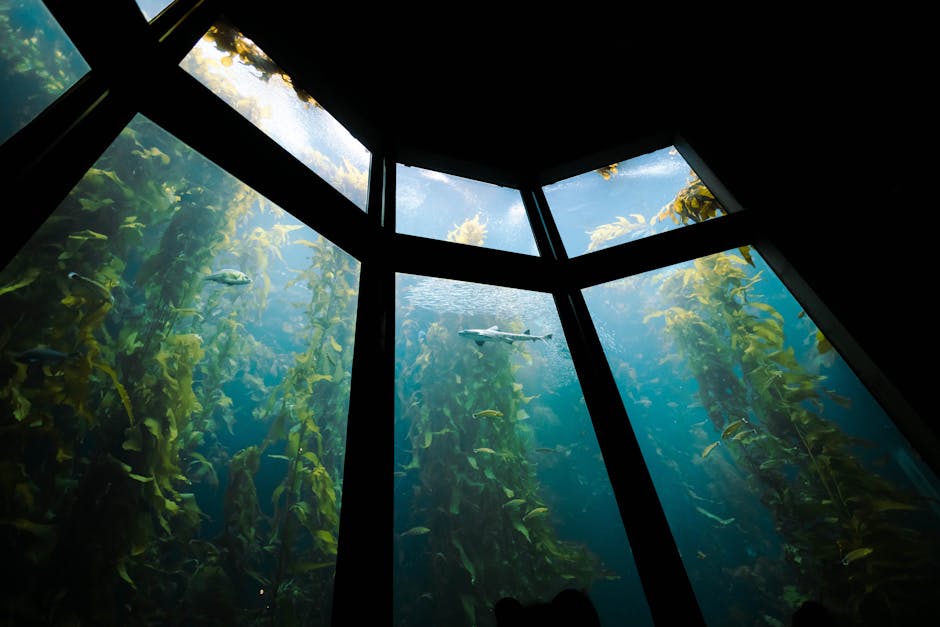 Seaplants to View in an Aquarium