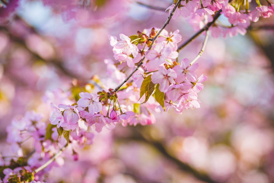 Cherry Blossoms