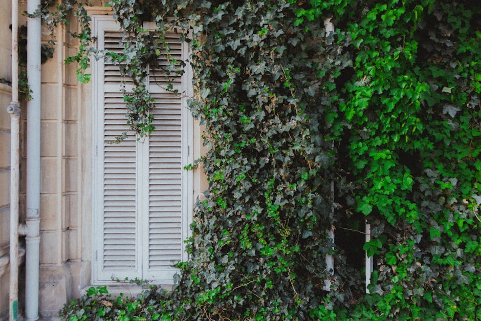 A window with ivy growing on it