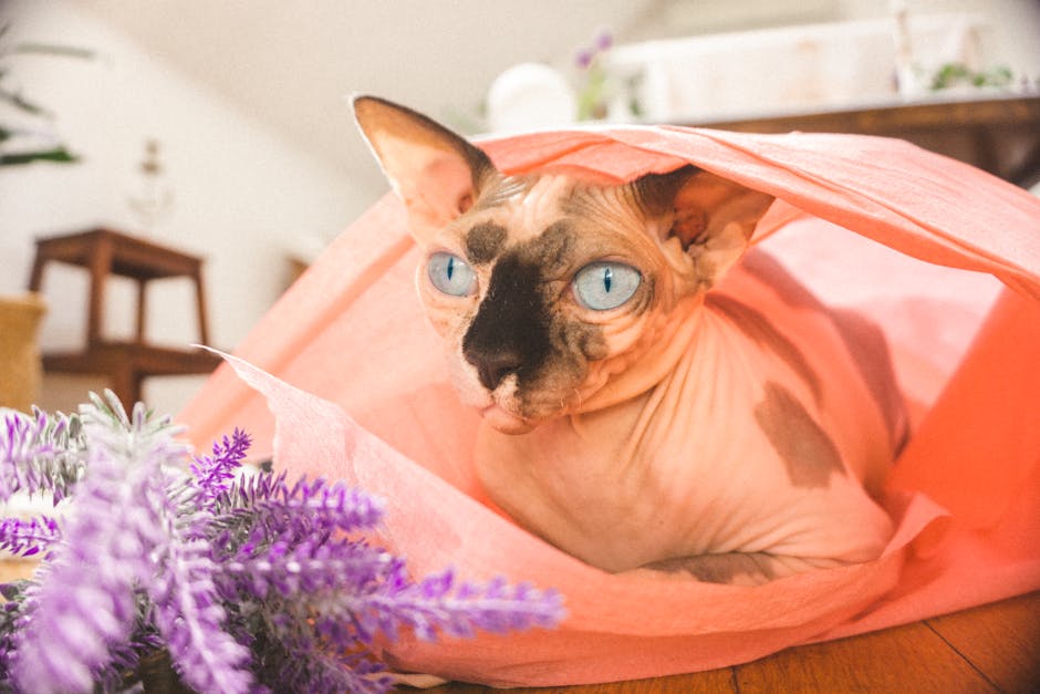 Sphynx Cat Lying Inside the Orange Cloth