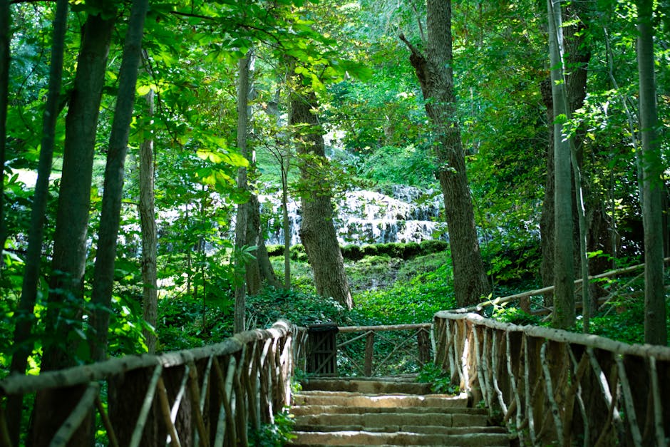 Escaleras Bosque verde