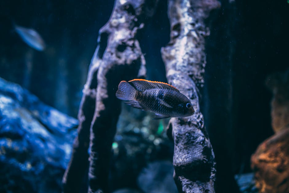 Selective Focus Photography of Gray Cichlid Fish