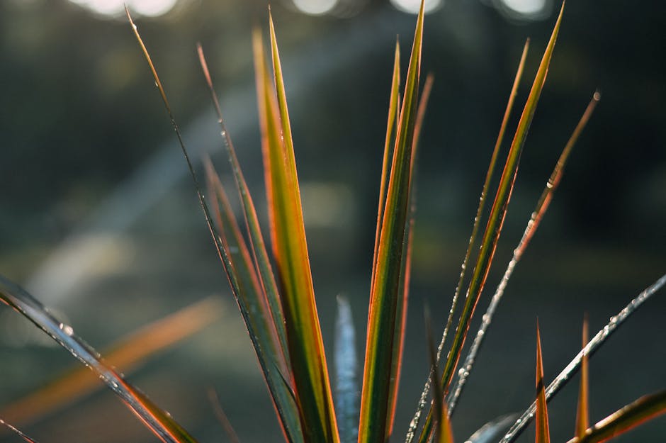 Plant with sharp narrow leaves