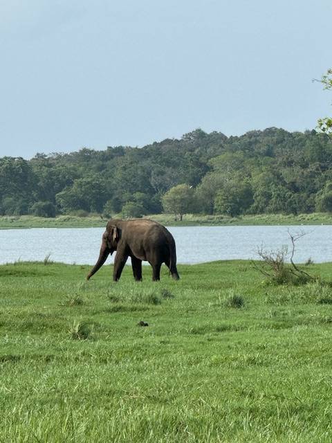 Grayscale Photo of Elephants