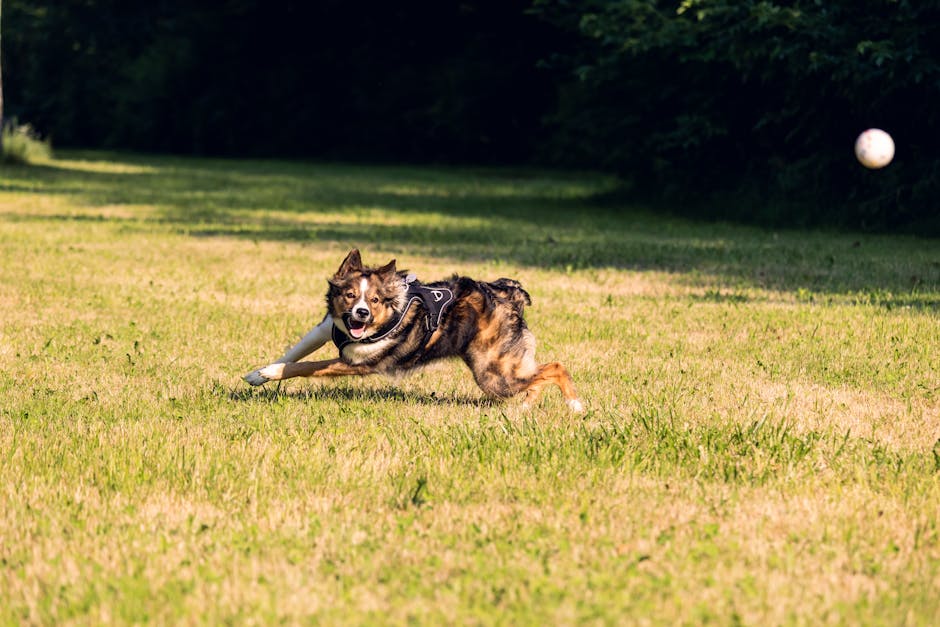 A dog running in the grass with a ball in its mouth