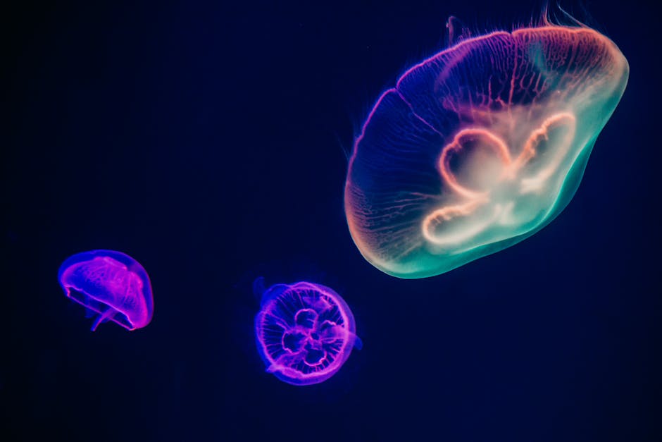 Three Multicolored Jellyfishes - aquascaping