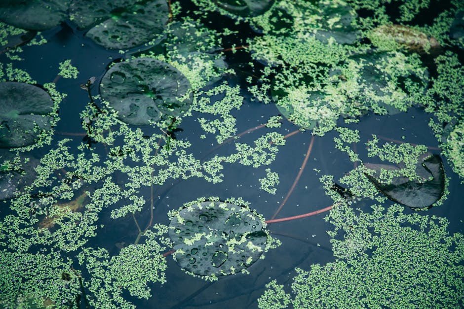 From above of small pond with green plants on thin stems in daytime