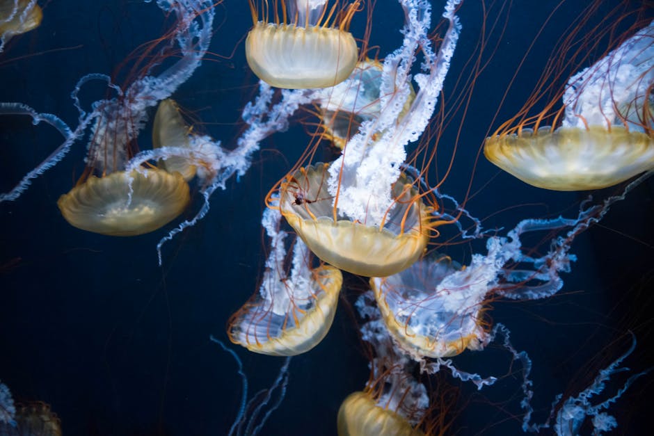 Brown Jellyfish Lot