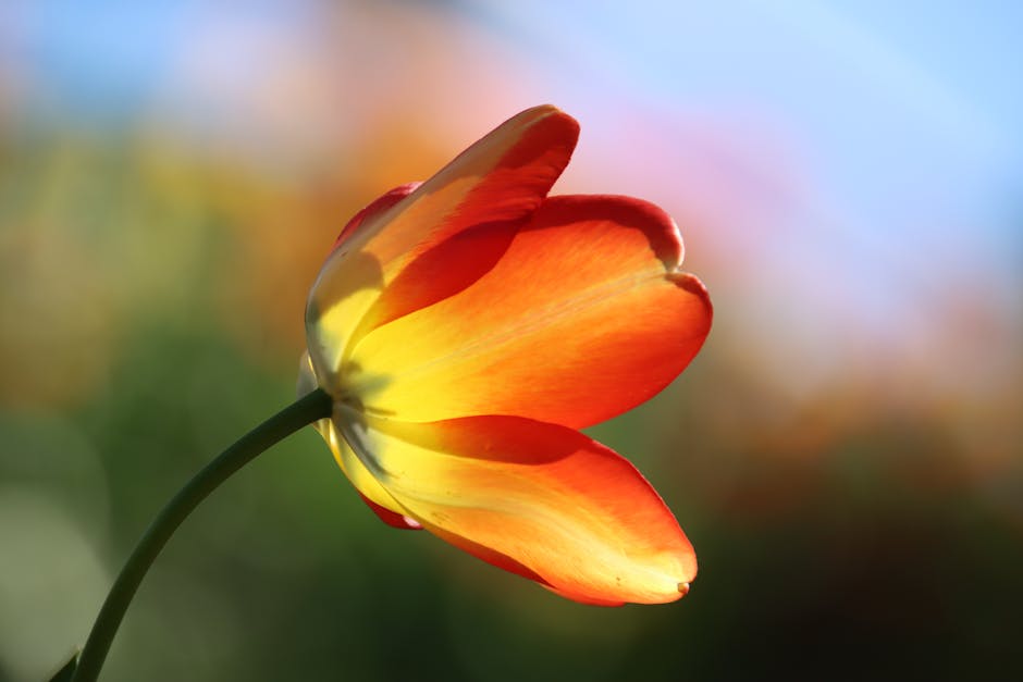 A single orange and yellow tulip flower