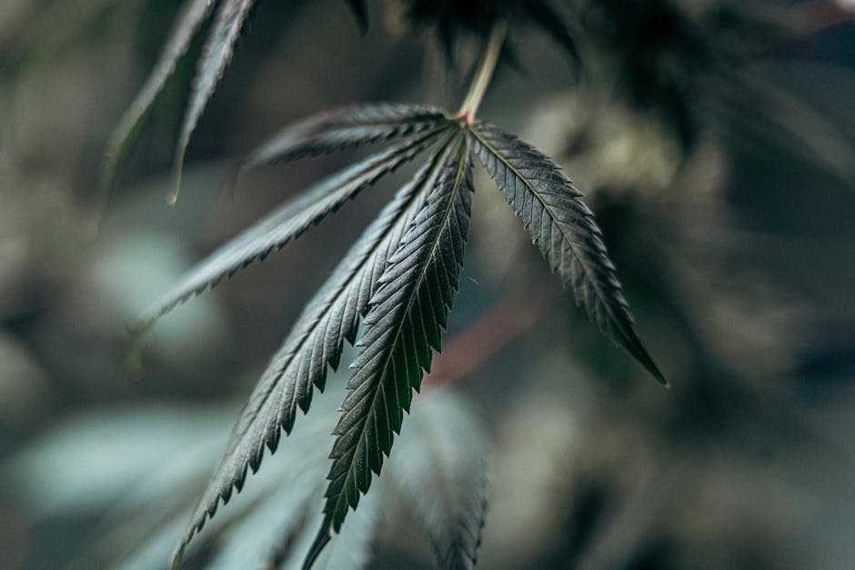 A close up of a marijuana leaf