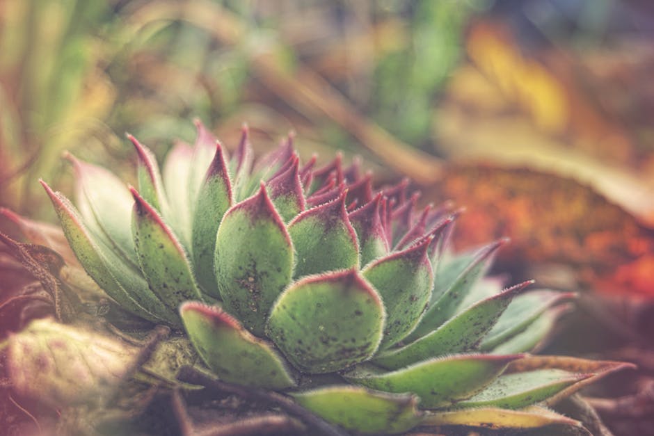 Green Succulent Plant