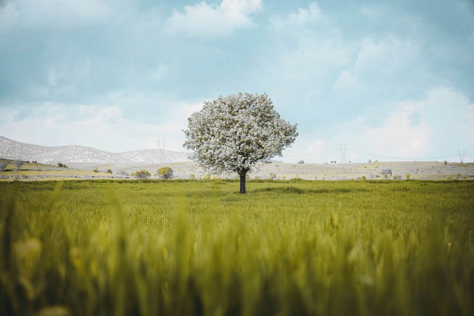 A lone tree in a field of green grass