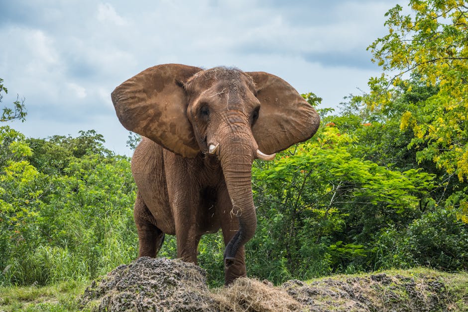 Elephant in a Jungle