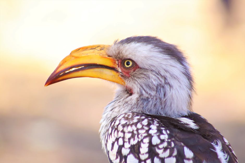 Close Up of Hornbill