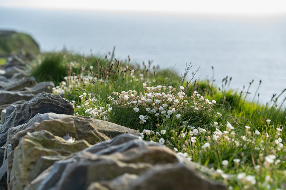 Cliffs of Moher