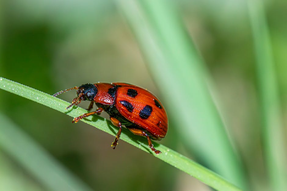 A ladybug is sitting on top of a green stem