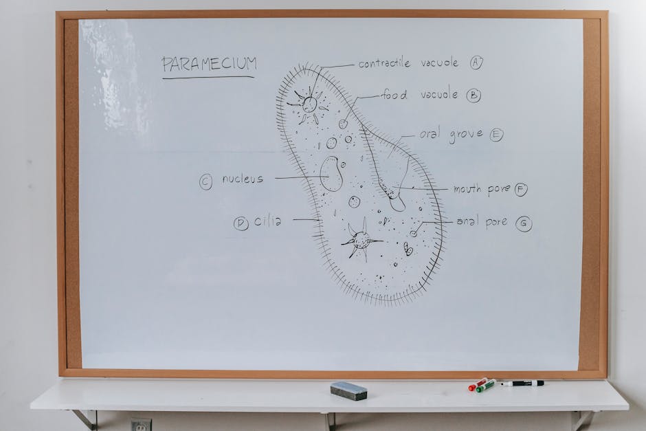 Structure of Infusoria organism drawn on whiteboard with markers in classroom of school