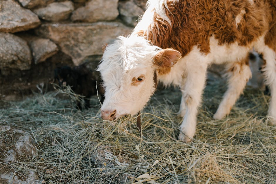 Cute calf grazing frozen grass on farm