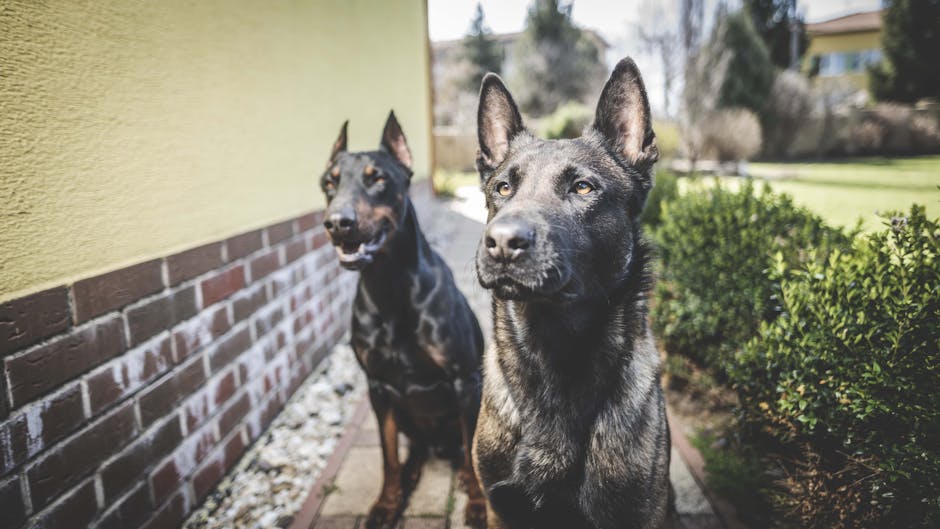 Dogs Sitting on Pavement