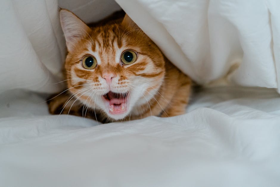 Cute Red Cat under Duvet in Bed