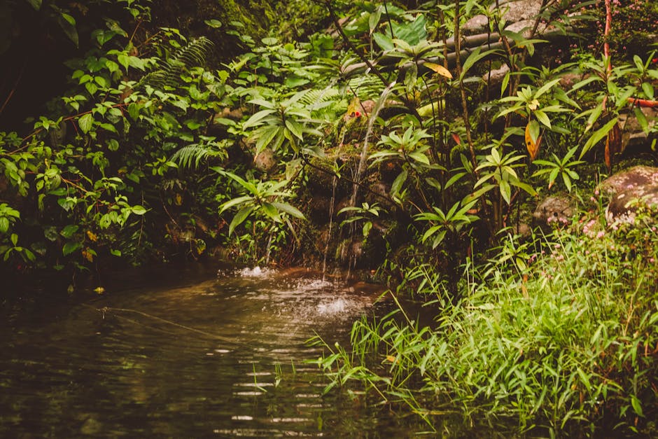 A small stream in the jungle with plants and trees