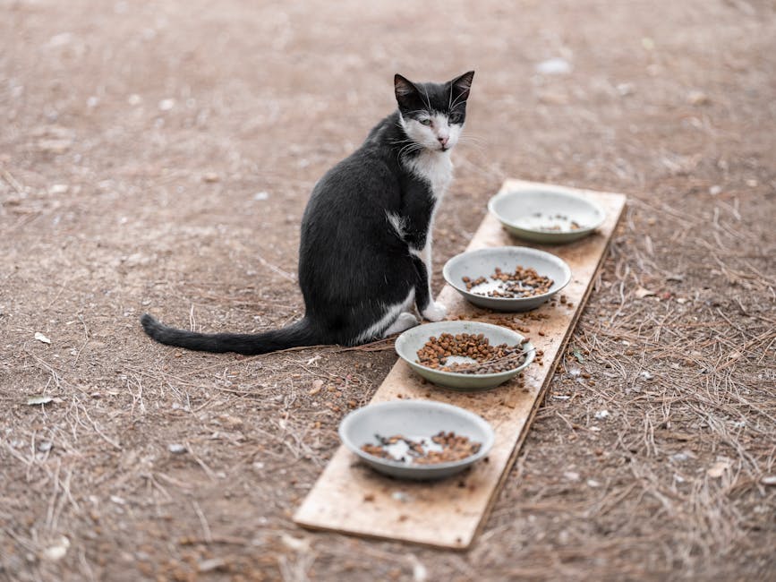 Cat Sitting by Bowls with Food on Ground