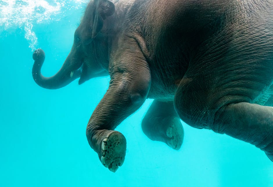 Elephant swimming in blue water