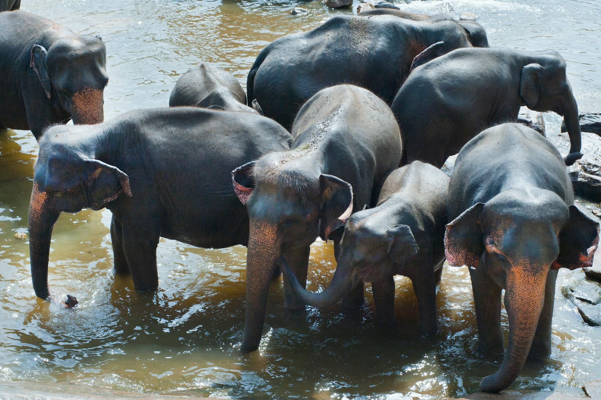 Elephants on Brown Mountain