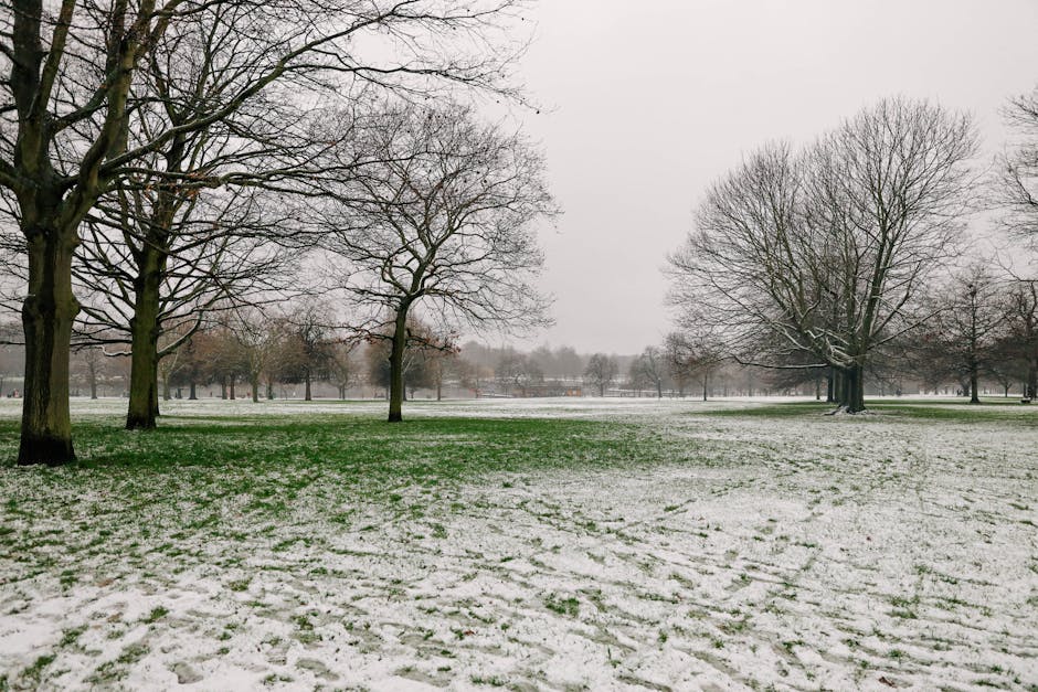 Leafless Trees on Snow Covered Ground