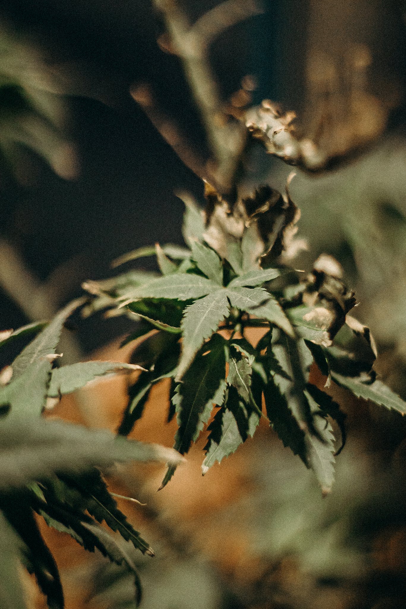 Green and Brown Plant in Close Up Photography