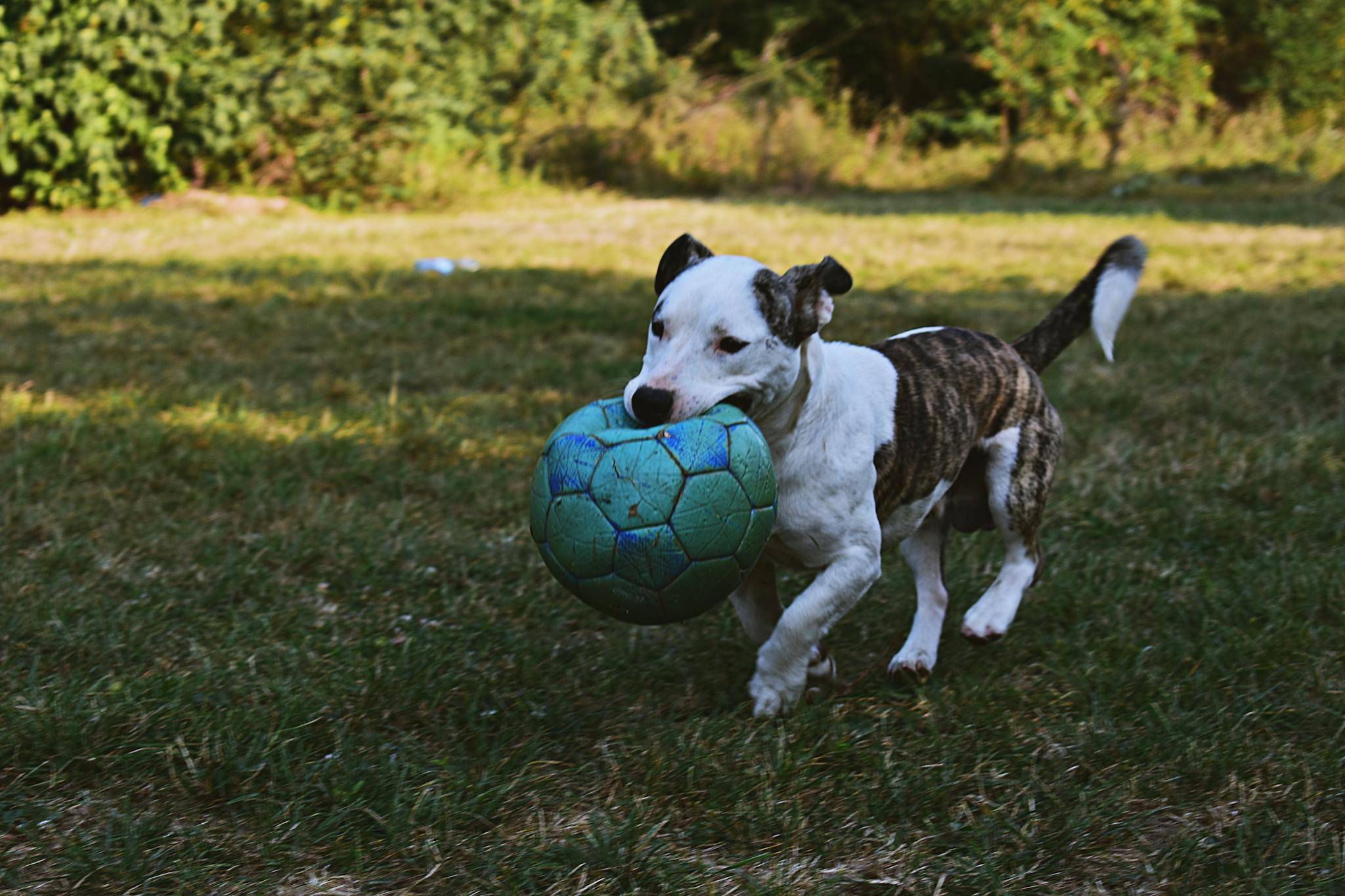 Cute Dogs