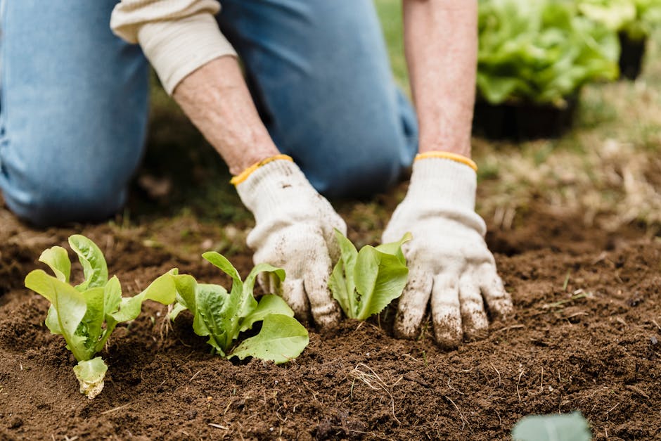 Crop unrecognizable gardener in gloves and jeans planting green plants into fertile soil while working in garden on summer day