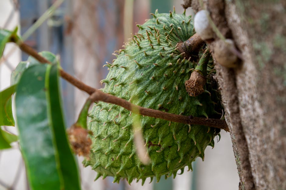 A Graviola Fruit