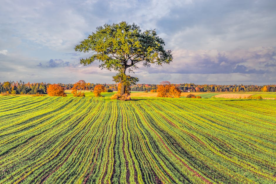 A tree in a field with a green field