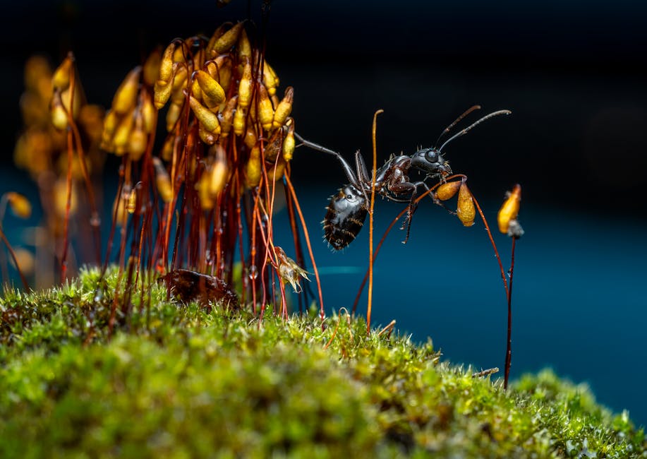 Black ant picking up yellow ears of Bryum algovicum while standing on verdant moss in woodland on blurred background