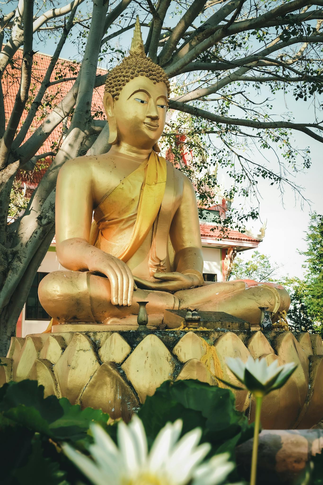 Lotuses Growing by Buddha Statue