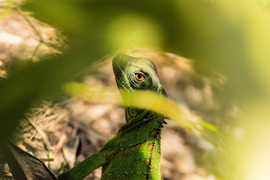 A green lizard is looking at the camera