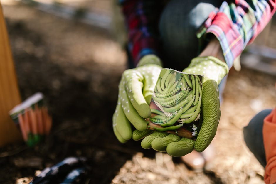 Person in Green Gloves Holding Pack of Pea Seeds