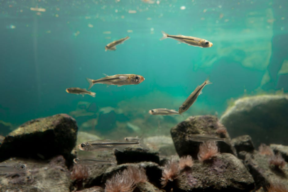 Fish in Aquarium with Stones and Plants