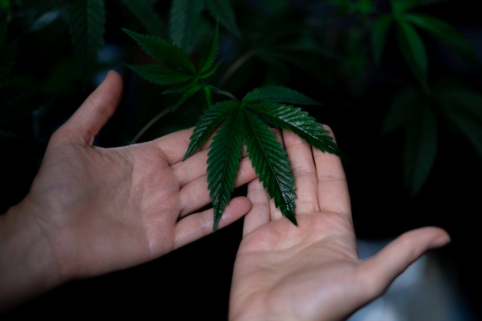 Photo of Person Holding Cannabis Plant