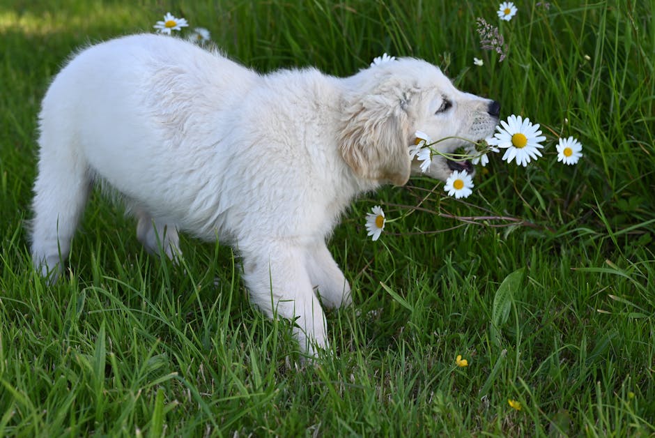 A white dog is sniffing some flowers