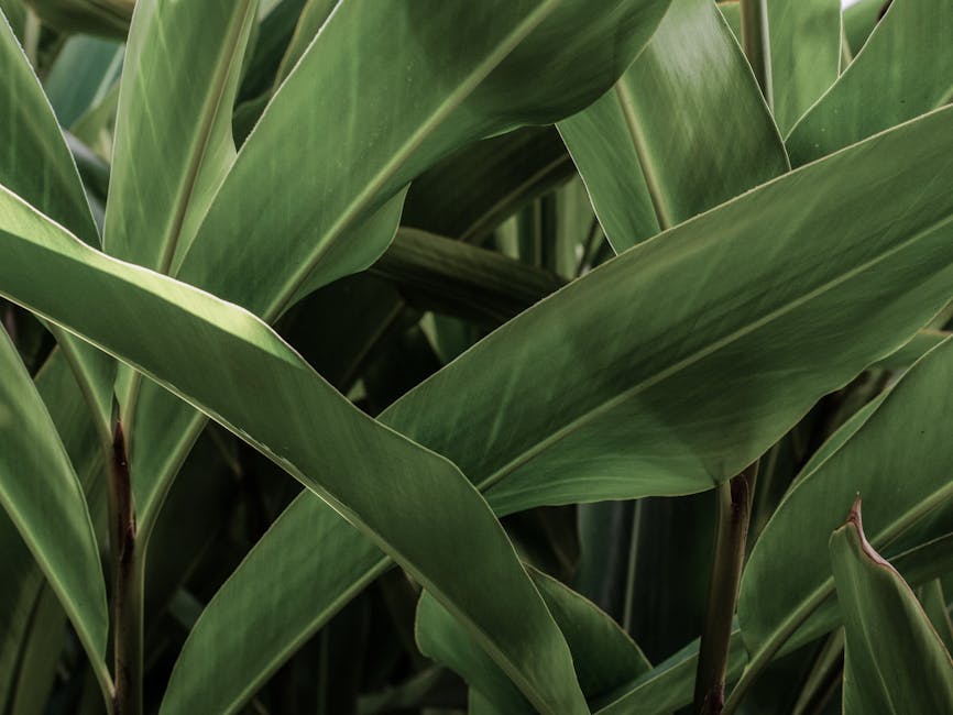 A close up of a green plant with leaves