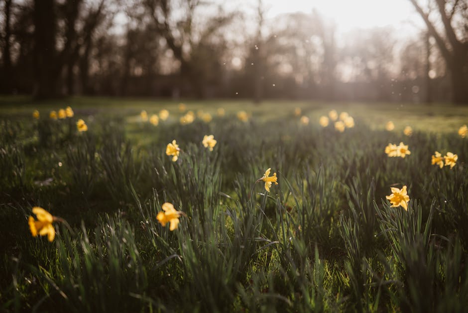 Daffodils in the sun