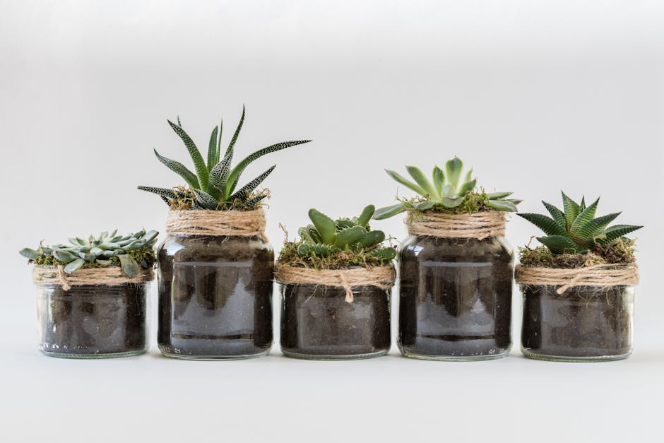 Five Succulent Plants