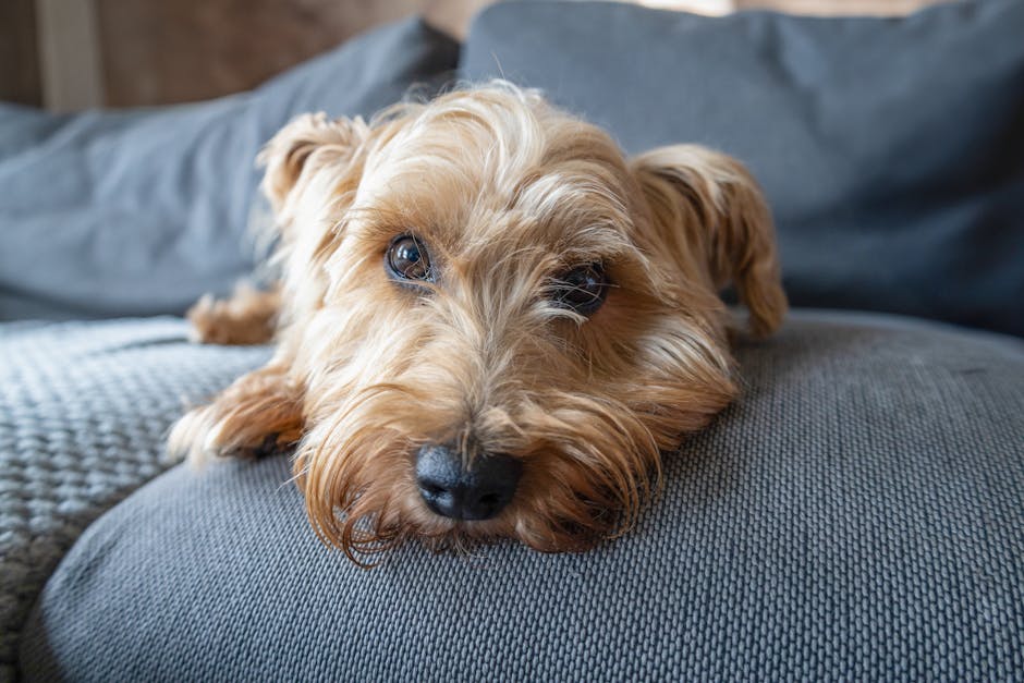 Dog close up