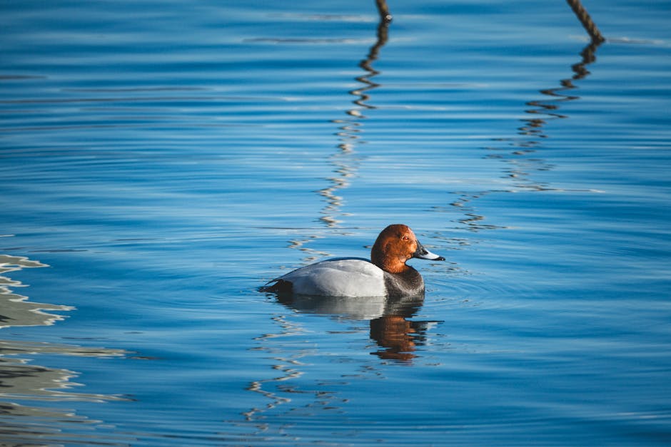 A duck swimming in the water with a blue sky