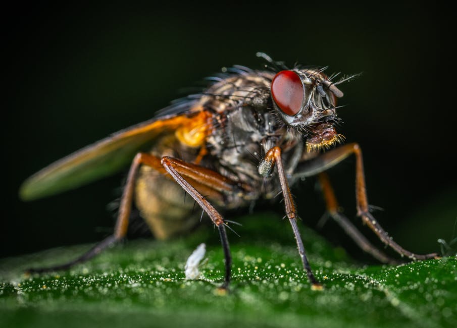 Macro Photography of Gray Fly