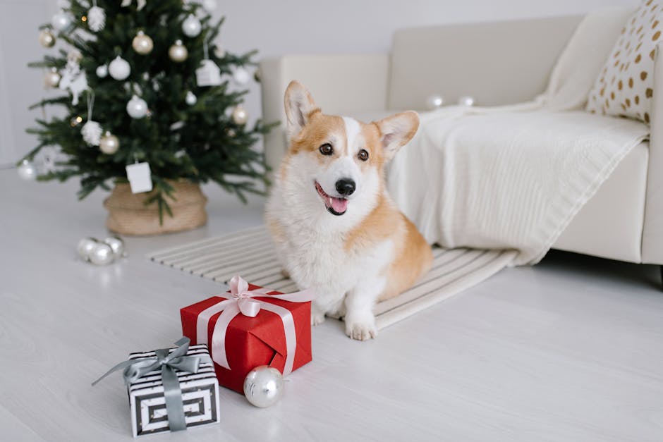 Corgi Sitting Beside Christmas Presents