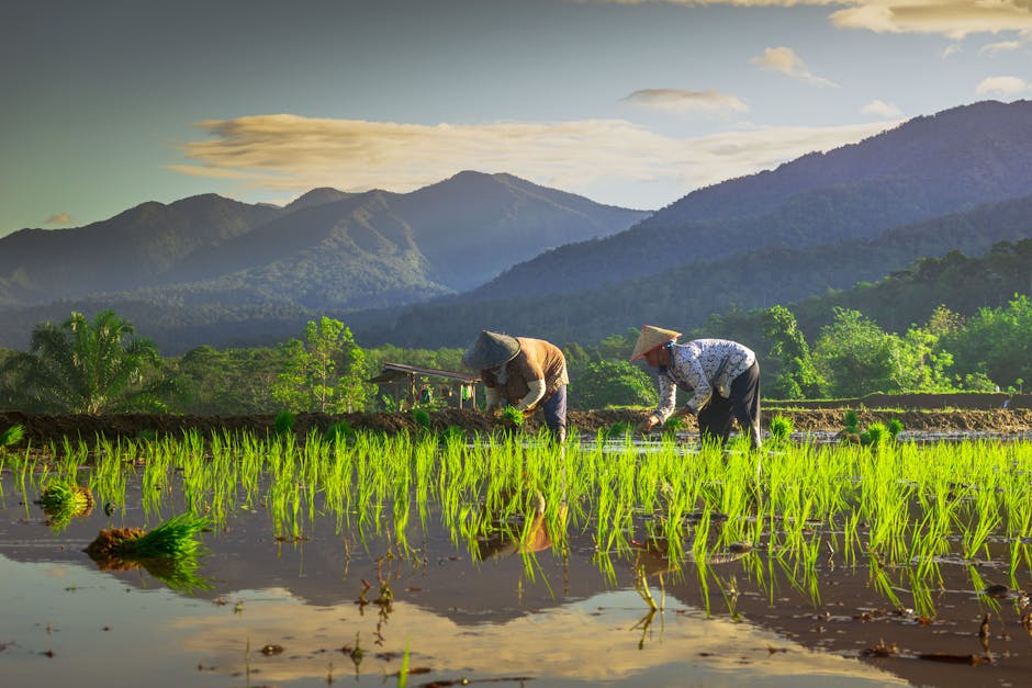 women in the village grow rice together for the family